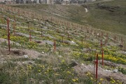 معاون دادگستری کردستان: ایجاد کمربند سبز مانع ساخت و ساز غیرمجاز در سنندج می‌شود