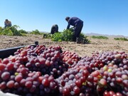 هزار و ۸۰۰ تن انگور یاقوتی در خوشاب خراسان رضوی تولید شد