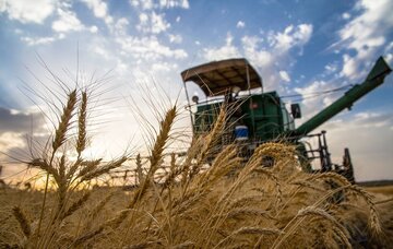 خرید گندم در خراسان شمالی حدود ۸۲ درصد کاهش یافت