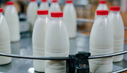 واحدهای لبنی خراسان رضوی ملزم به خرید شیرخام با نرخ مصوب هستند