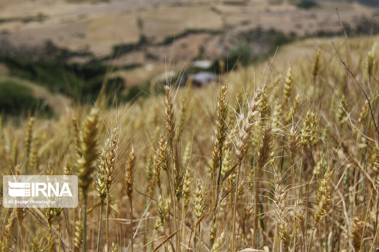 پیش بینی کاهش تولید گندم دیم در کازرون  