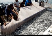 چهار هزار و ۵۰۰ شناور فعال صیادی در آبهای هرمزگان 