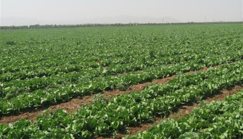 رشد چشمگیر خرید محصولات استراتژیک کشاورزی در خوزستان