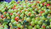 جشنواره سیب گلاب در شهرستان آوج برگزار شد