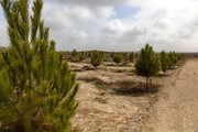 احیای حاشیه تالاب بین‌المللی آلاگل با درخت‌کاری