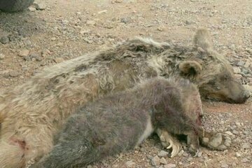 پرونده عاملان شکار خرس در چهارمحال و بختیاری به مراجع قضایی ارجاع شد
