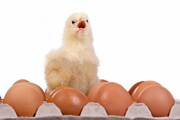 توزیع ۲ هزارو ۳۵۰ مرغ تخمگذار بین سالمندان تفتی با هدف ایجاد اشتغال