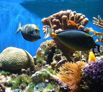تجارت گردان | حیات‌وحش دریایی کشور در خطر انقراض