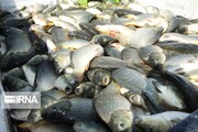 ۲۷۰۰ تن ماهی در سبزوار تولید شد