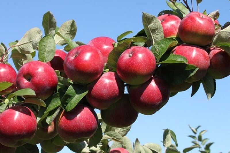 ۲۵۰ هزار هکتار از باغات کشور زیر کشت سیب درختی است