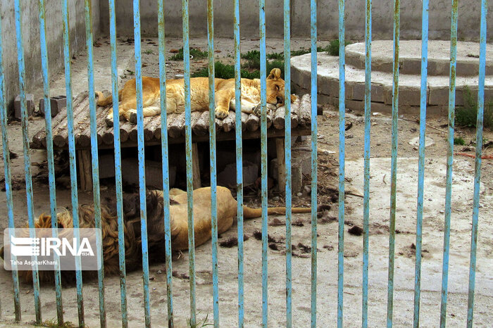 موضوع فیلم منتشر شده از باغ وحش ارومیه در حال پیگیری است