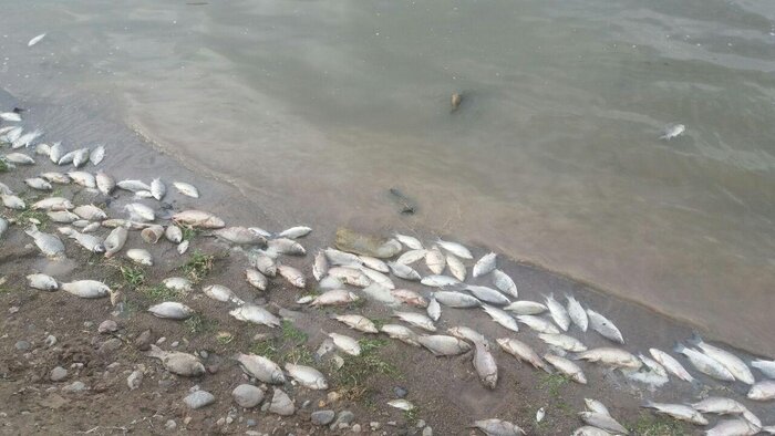ماهیان رودخانه‌های لرستان درحال تلف شدن است