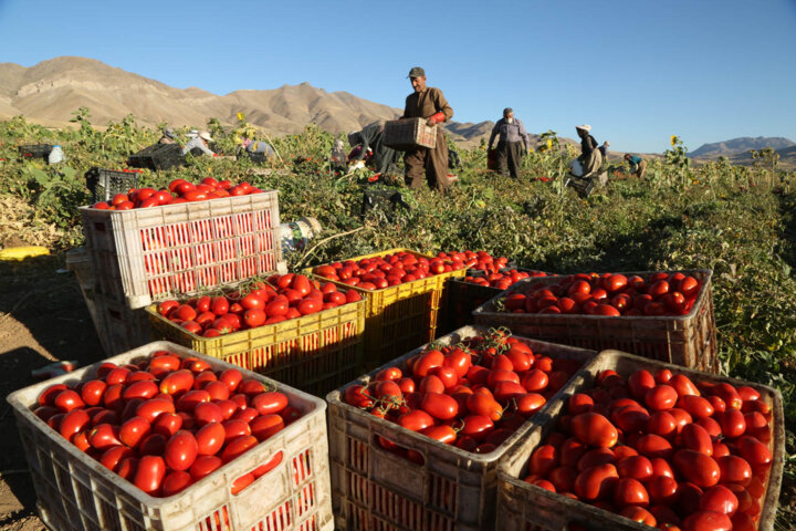 هفت میلیون تن محصول کشاورزی گامی برای تحقق جهش تولید در آذربایجان‌غربی