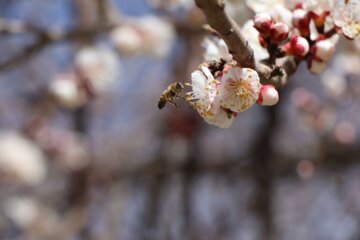بهار و شکوفه های زردآلو با گردش زنبورهای عسل در بوکان