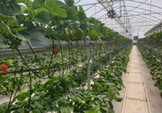 تولید سالانه ۱۱ هزار تن سبزی و صیفی حاصل توسعه گلخانه‌ها در ایلام 
