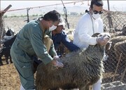 طرح واکسیناسیون دام علیه تب برفی در ۱۶۵ روستای کردستان پایان یافت