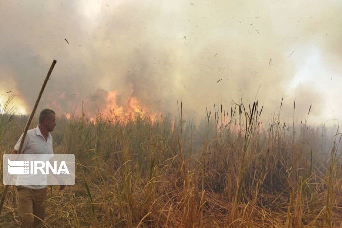 آتش‌زدن پسماند مزارع در استان مرکزی ۸۰ درصد کاهش یافت