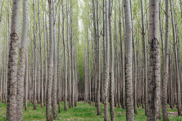 زراعت چوب در یکهزار و ۱۰۰ هکتار از اراضی آذربایجان‌شرقی انجام می‌شود