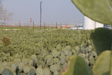 پرورش کاکتوس میوه‌دار در شهرستان ورامین