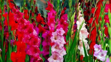 برداشت گل گلایول در کازرون فارس آغاز شد