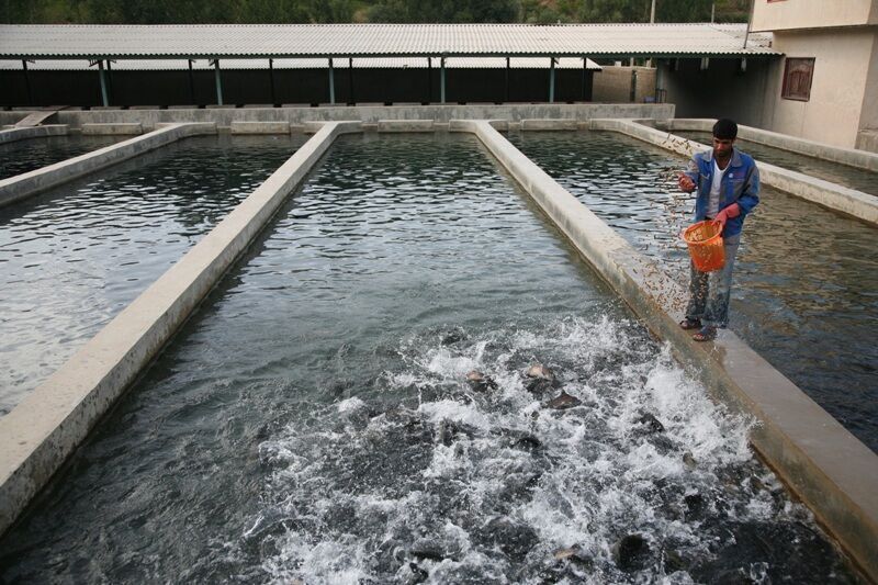 کاهش استفاده از کودشیمیایی با استفاده از آب استخرهای پرورش ماهی ورامین