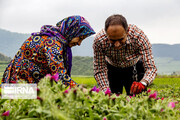 بیش از ۶ هزار تن گیاه دارویی در عرصه‌های طبیعی اصفهان تولید شد
