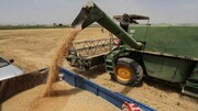 رده‌بندی ۳۱ استان به ترتیب سهم خرید گندم از کشاورزان اعلام شد/ خوزستان در صدر خریداران