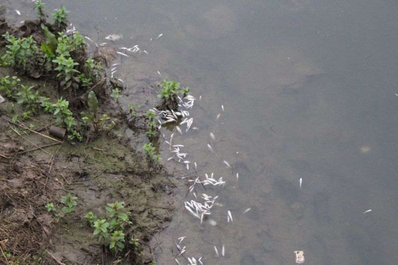 مرگ بچه ماهیان استخوانی در رودخانه حشمت‌رود آستانه‌اشرفیه