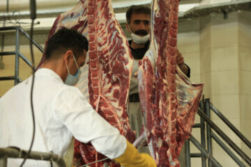 عرضه گوشت شقه گوسفندی با قیمت ۱۱۶ هزارو ۹۰۰ تومان در میادین میوه و تره بار 