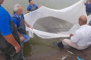 آغاز رهاسازی ۷ میلیون بچه ماهیان سفید در رودخانه های گیلان 