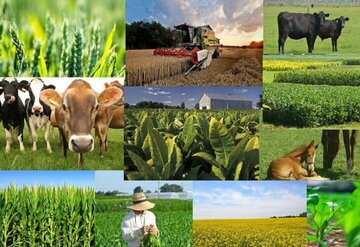 متوسط تولید در بخش کشاورزی ۱.۵ کیلوگرم در هر مترمربع است