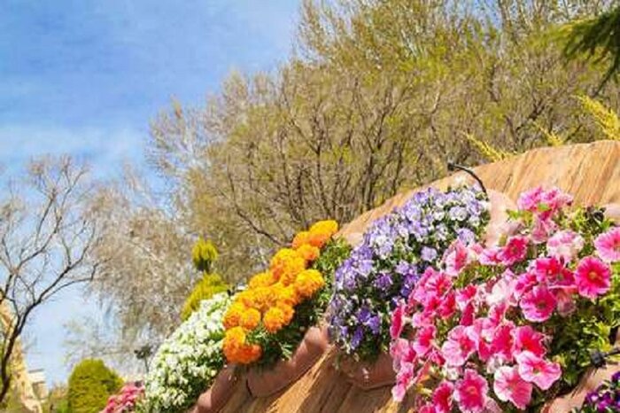 جشنواره گل‌های پاییزی در قزوین آغاز شد