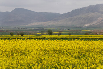 مزارع زیبای دانه روغنی «کلزا» در خراسان شمالی