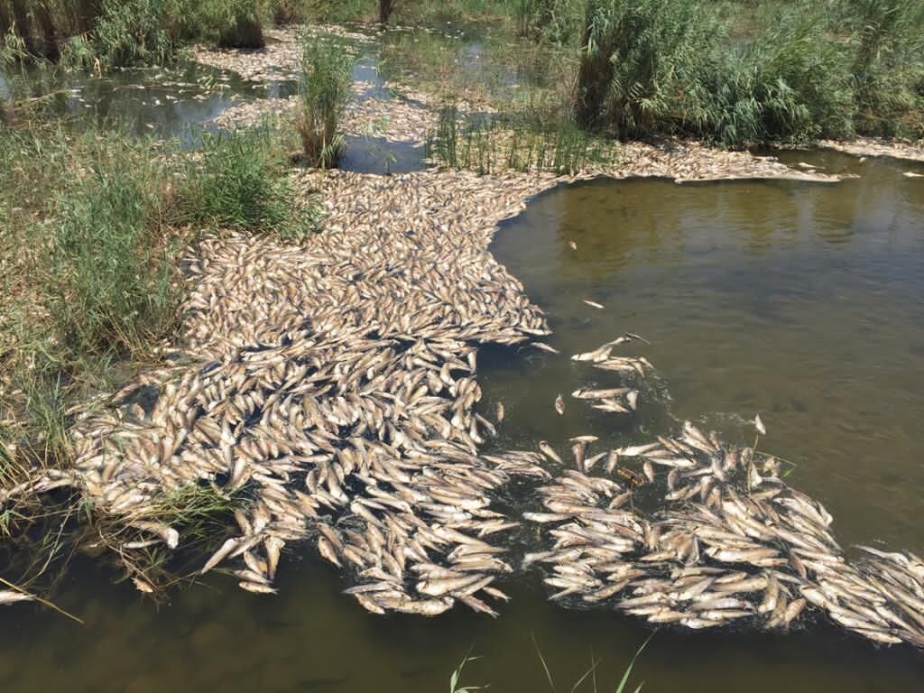 تصاویر اتلاف ماهیان در هورالعظیم مربوط به بخش عراقی تالاب است