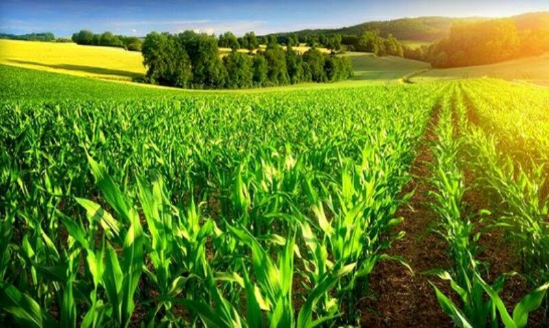 ۶ میلیون ۴۰۰ هزار تُن محصولات کشاورزی پارسال در استان تهران تولید شد
