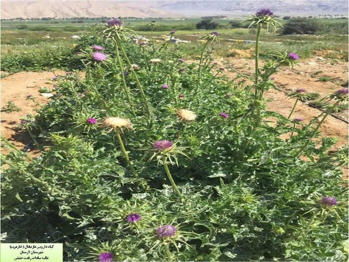 انقراض گیاهان دارویی، گنج برباد رفته خاک در خراسان شمالی