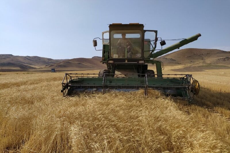 خشکسالی شدید تولید گندم استان مرکزی را به ۲۰۰ هزار تن کاهش داد