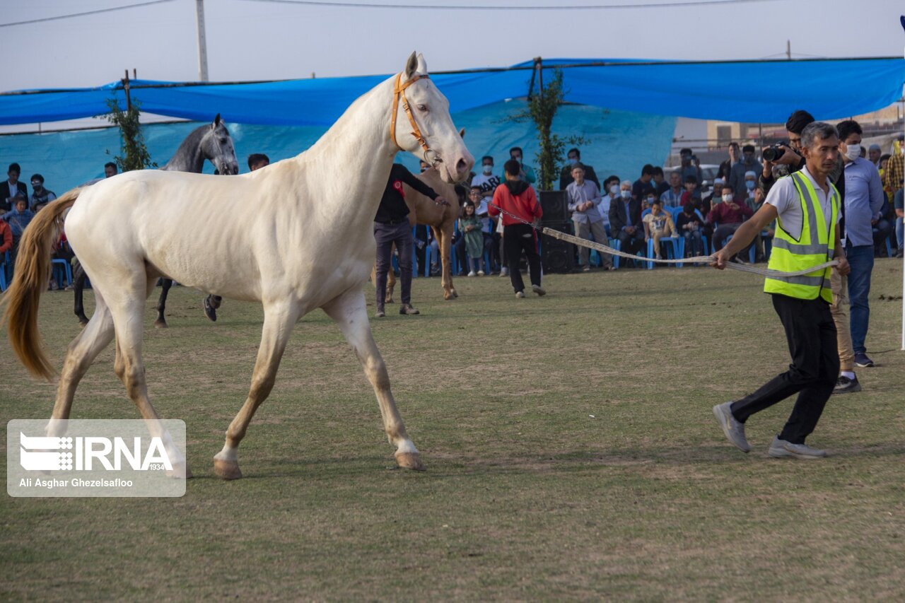 اسب‌های برنده هفته ۲۱ مسابقات اسبدوانی گنبدکاووس معرفی شدند