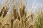 حدود ۱۷ هزار تن گندم در استان سمنان خرید تضمینی شد 