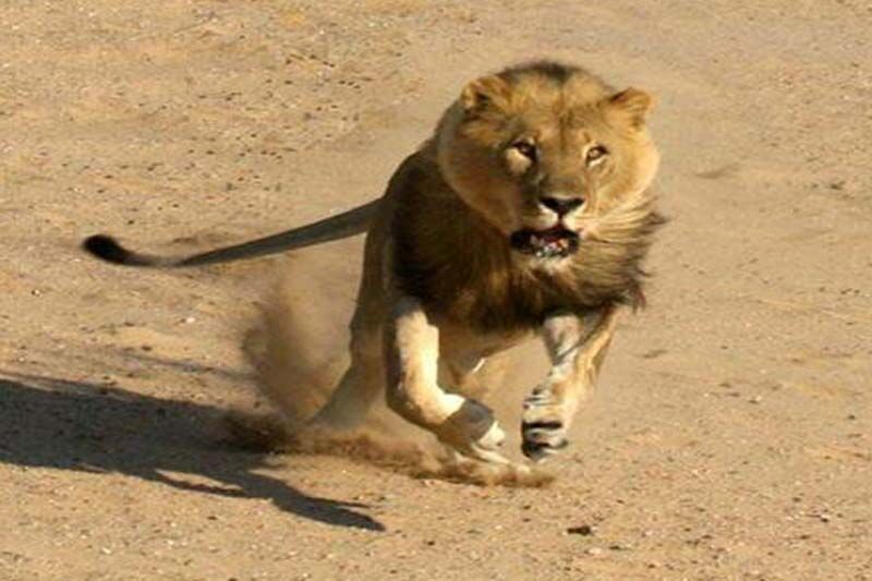 حمله شیر به متصدی باغ وحش در زمان بازدید معاون رئیس جمهوری