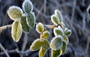 احتمال سرمازدگی محصولات کشاورزی، در هشدار زرد هواشناسی سمنان