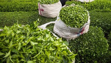 قیمت خرید تضمینی برگ سبز چای افزایش یافت