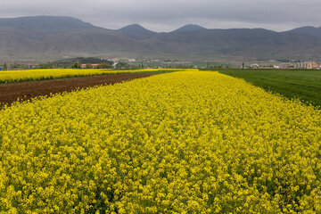 مزارع زیبای دانه روغنی «کلزا» در خراسان شمالی