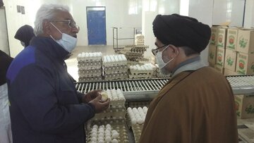 تولید روزانه تخم مرغ در ابرکوه به ۱۳ تن افزایش یافت