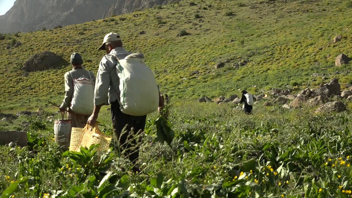 بهره‌برداری از محصولات مرتعی و جنگلی در آذربایجان‌غربی ممنوع است