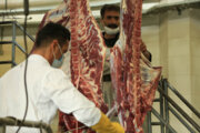 عرضه گوشت شقه گوسفندی با قیمت ۱۱۶ هزارو ۹۰۰ تومان در میادین میوه و تره بار 