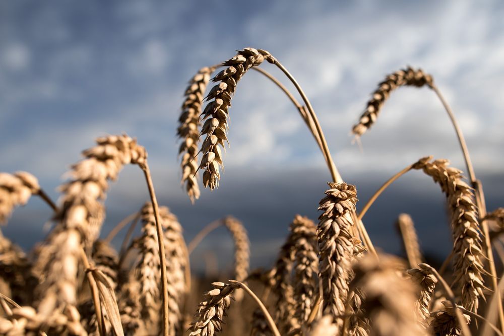۸۰۰ هزار تن گندم در همدان تولید می شود 