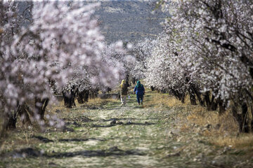شکوفه های زمستانی در دریاچه مهارلو