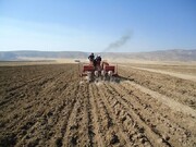 کشت پاییزه کلزا در مزارع شهرستان فیروزکوه آغاز شد