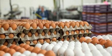 حذف عوارض گمرکی صادرات تخم‌مرغ هنوز ابلاغ نشده است